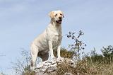 LABRADOR 067